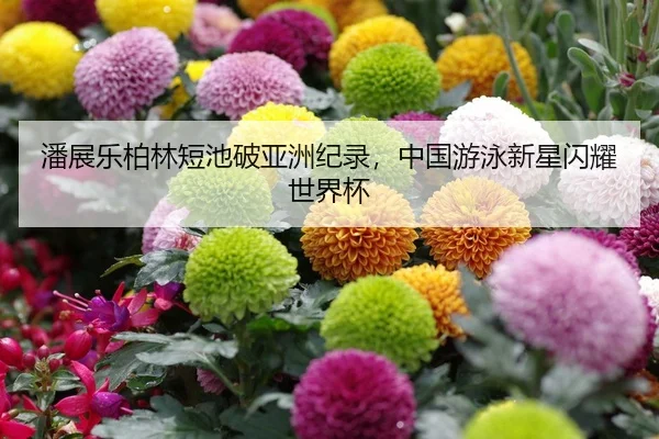 pan-zhan-le-bo-lin-duan-chi-po-ya-zhou-ji-lu-zhong-guo-you-yong-xin-xing-shan-yao-shi-jie-bei-2-913.jpg